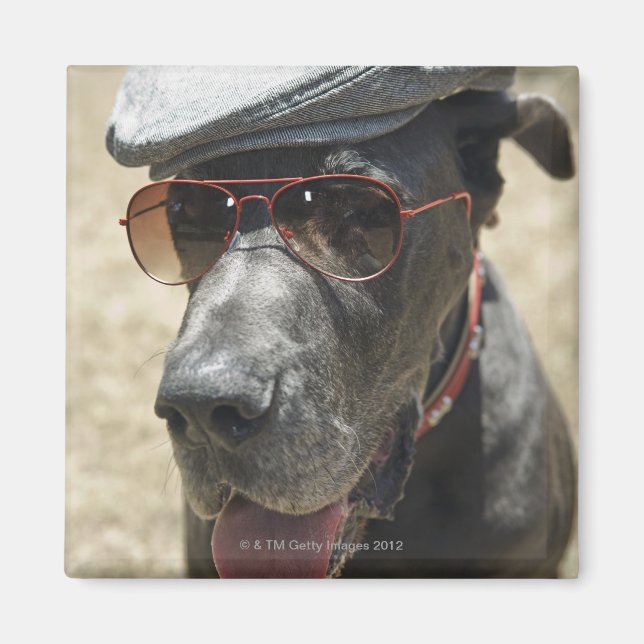 Great Dane wearing hat and sunglasses Magnet (Front)