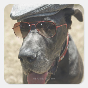 Great Dane wearing hat and sunglasses Square Sticker
