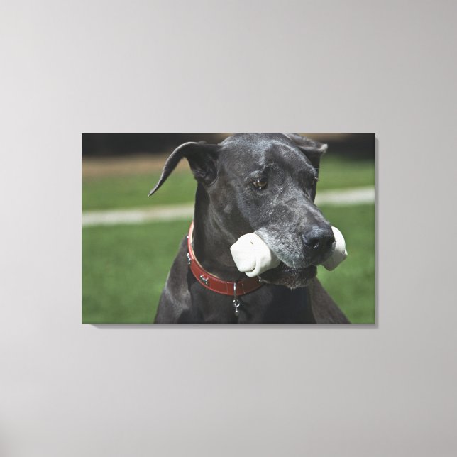 Great Dane with bone Canvas Print (Front)