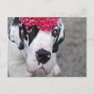 Great Dane with Flowers Postcard