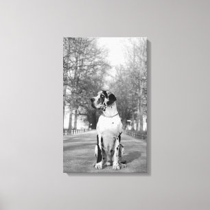 Great Dane Wrapped Canvas