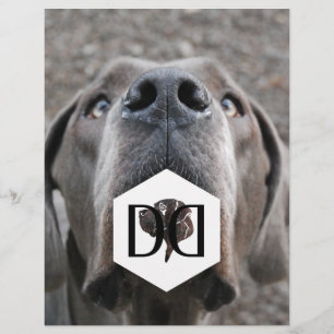 Great Danes Breeder Flyer