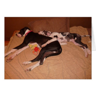 Great Danes Lovey & Gunner 'Sweet Dreams'