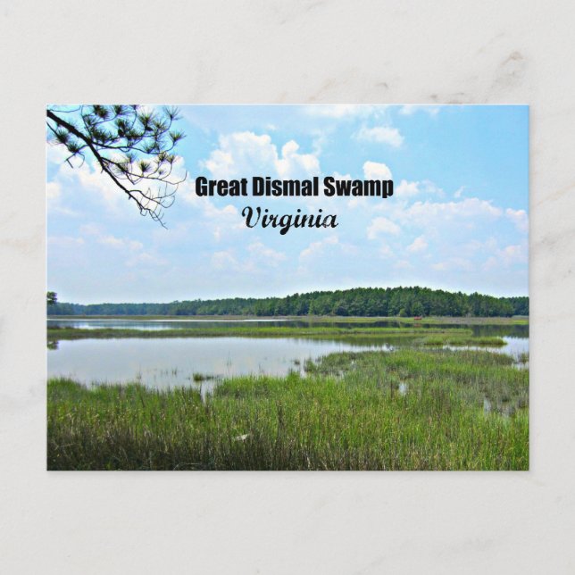 Great Dismal Swamp - Virginia Postcard (Front)