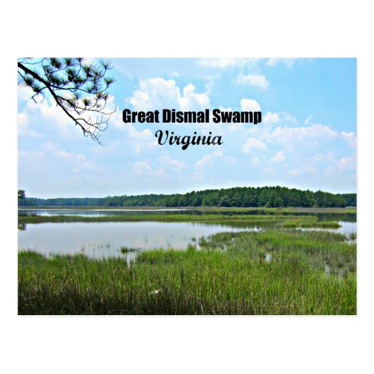 Great Dismal Swamp - Virginia Postcard