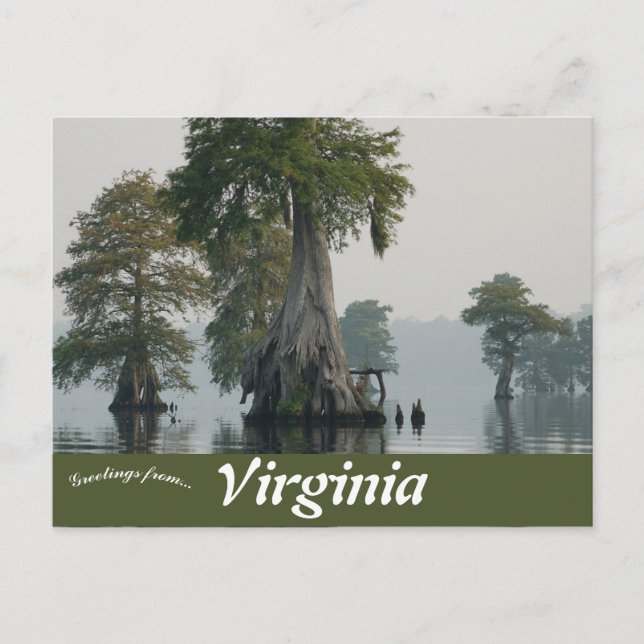 Great Dismal Swamp Virginia Postcard (Front)