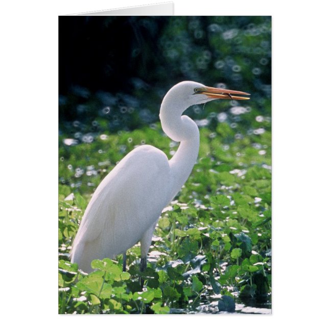 Great Egret (Front)