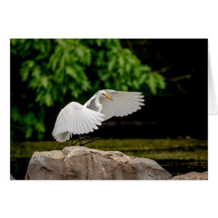 Great Egret