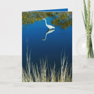 Great Egret #2 Greeting Card