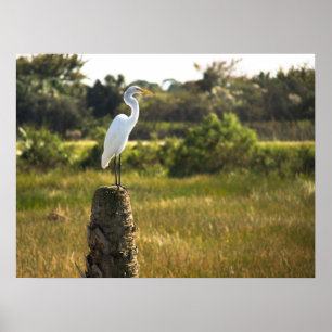 Great Egret Bird at Viera Wetlands Poster