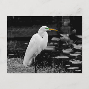Great egret bird postcard