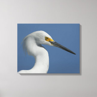 Great Egret Canvas Print