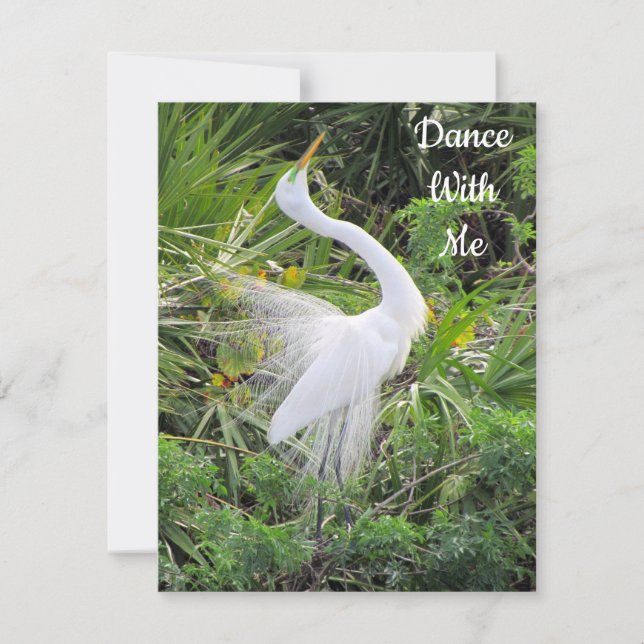 Great Egret Dance with Me Valentine  - Flat Card (Front)