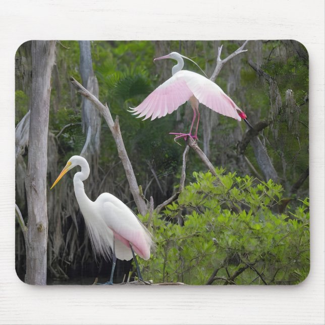Great Egret Dominance Over Roseate Spoonbill. Mouse Mat (Front)