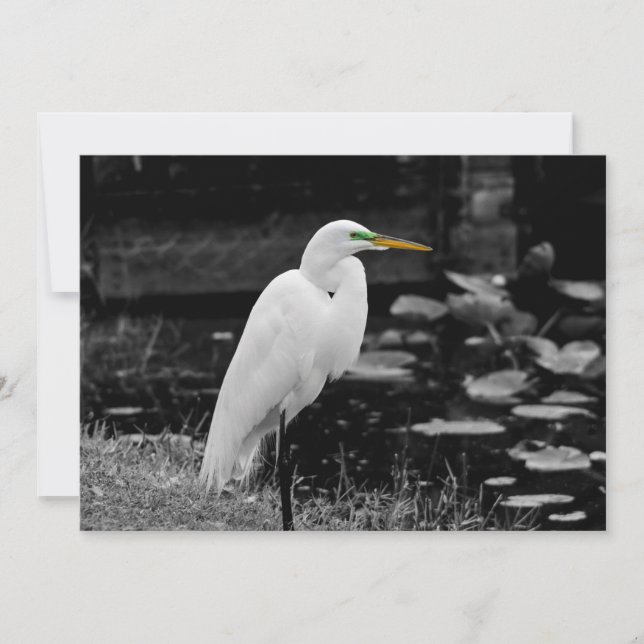 Great egret holiday card (Front)