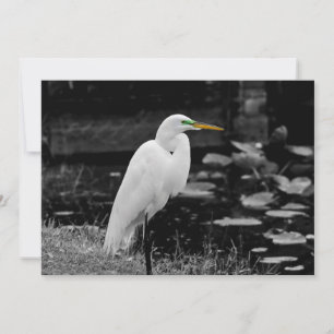 Great egret holiday card