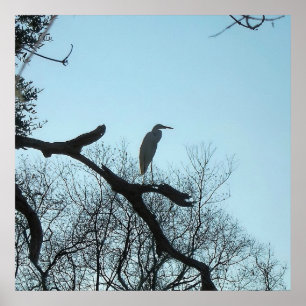 Great Egret in a Tree Poster