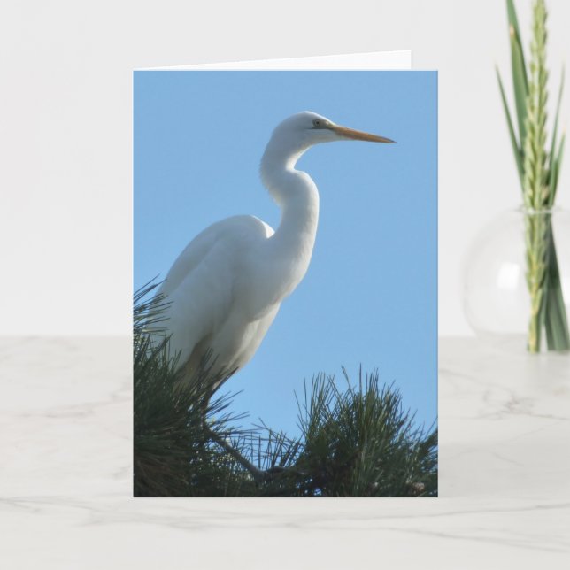 Great Egret in Sunny Florida Card (Front)