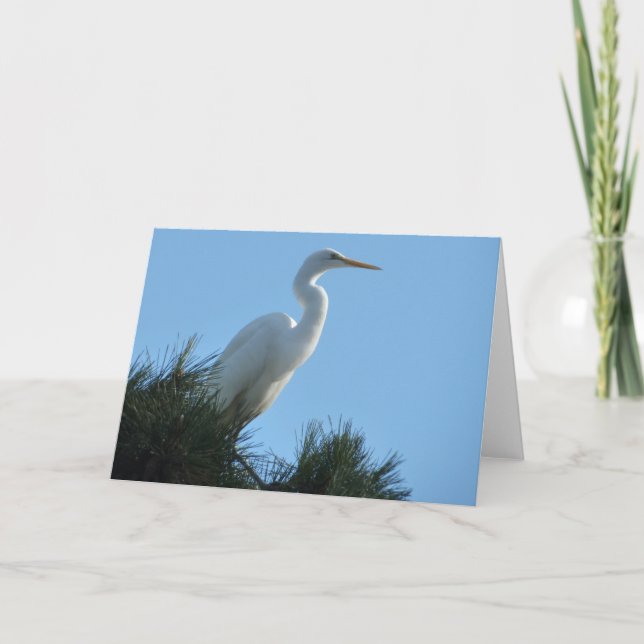 Great Egret in Sunny Florida Card (Front)