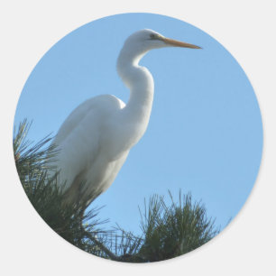 Great Egret in Sunny Florida Classic Round Sticker