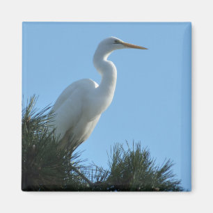 Great Egret in Sunny Florida Magnet