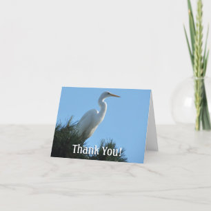 Great Egret in Sunny Florida Thank You Card