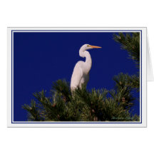 Great Egret in tree: