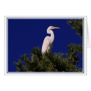 Great Egret in tree: