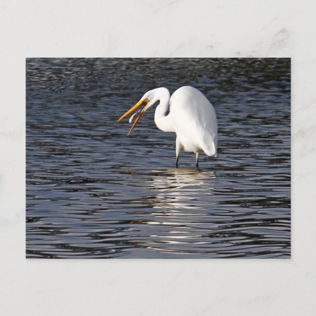 Great Egret Lunch Postcard (Front)