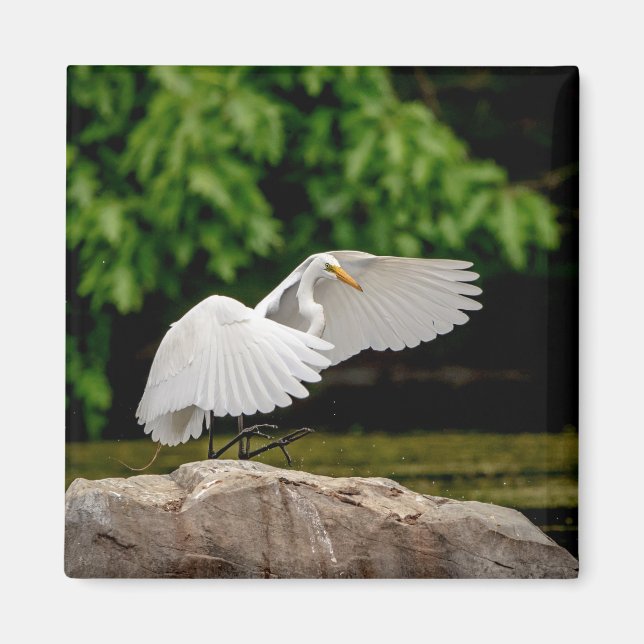 Great Egret Magnet (Front)