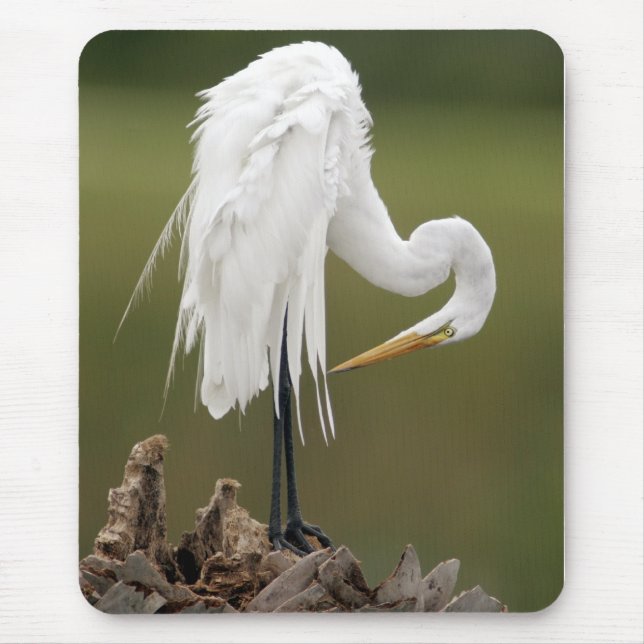 Great Egret Mouse Mat (Front)