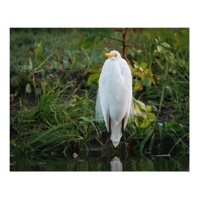Great Egret Photo Print (Front)