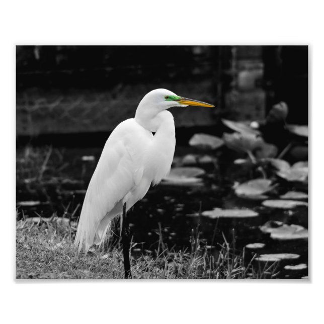 Great Egret  Photo Print (Front)