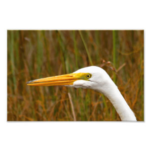 Great Egret Photo Print