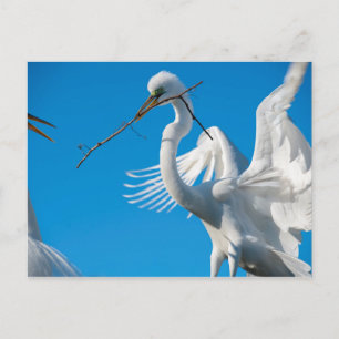 Great Egret Postcard