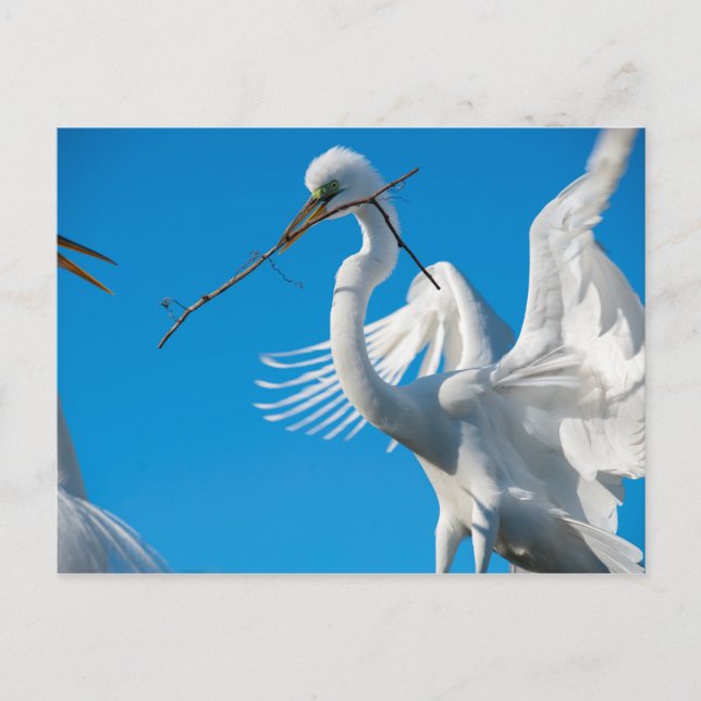 Great Egret Postcard (Front)