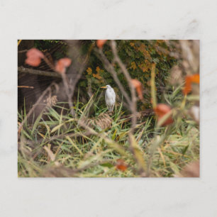 Great Egret Postcard