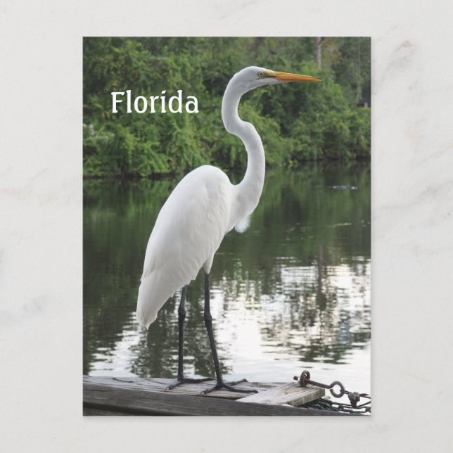great egret postcard (Front)