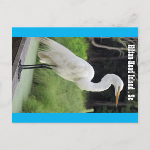 Great Egret Postcard