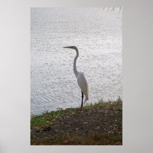 Great Egret Poster