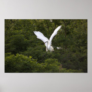 Great Egret Spreading Wings Poster