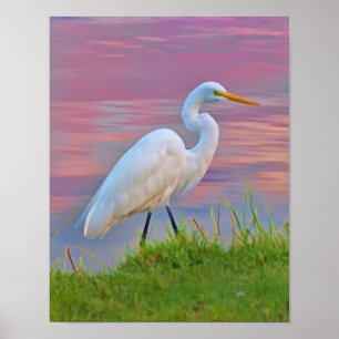 Great Egret Strolling at Sunrise Poster