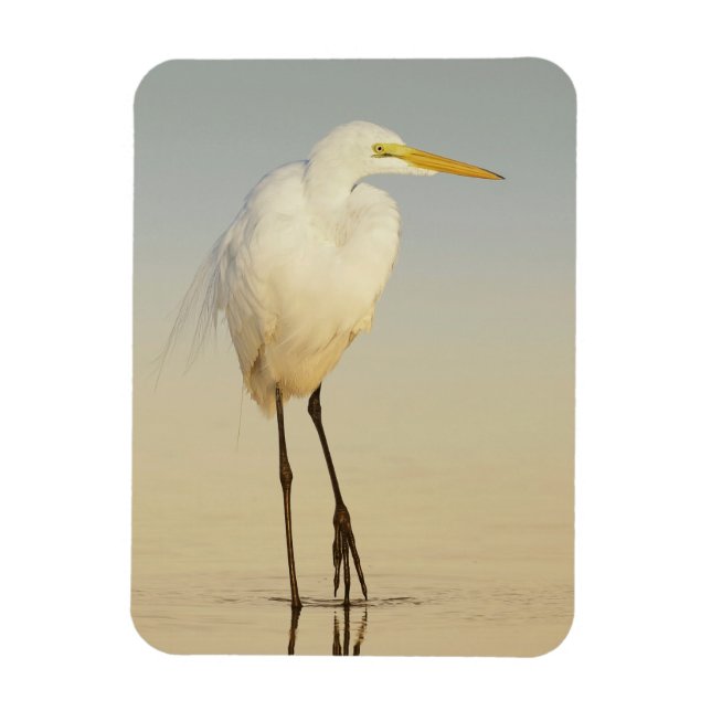 Great Egret Walking Magnet (Vertical)