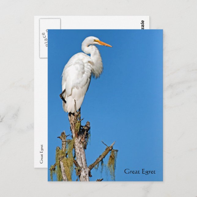 Great Egret Wildlife Series # 22 Postcard (Front/Back)