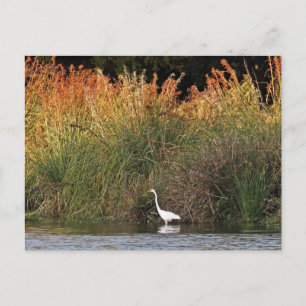 Great Egret with Colourful Grasses Postcard