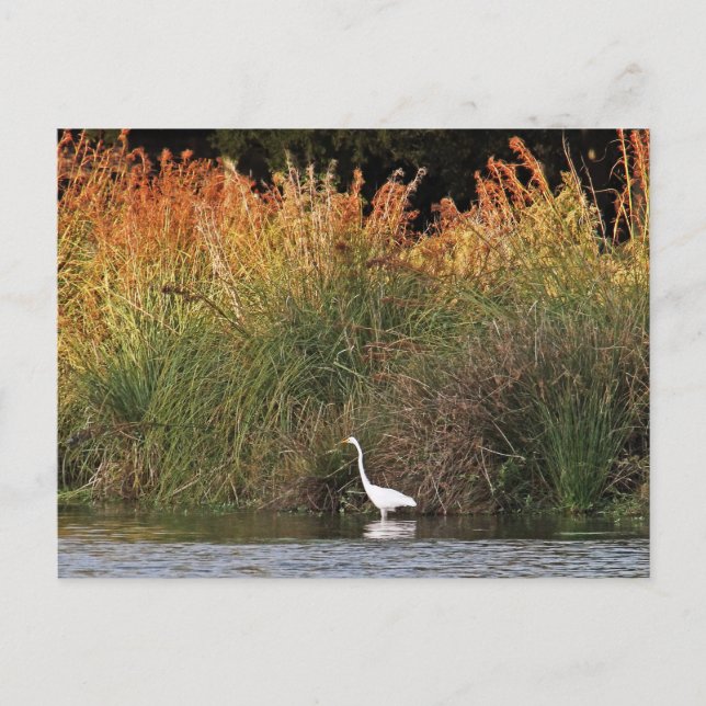 Great Egret with Colourful Grasses Postcard (Front)