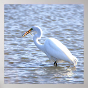 Great Egret with Fish Poster
