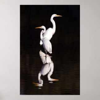 Great Egrets Poster