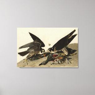 Great-footed Hawk from Audubon's Birds of America Canvas Print