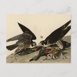Great-footed Hawk from Audubon's Birds of America Postcard